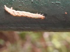 Pseudocollix hyperythra