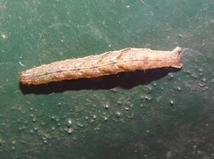 Pseudocollix hyperythra