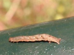 Pseudocollix hyperythra