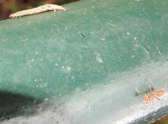 Pseudocollix hyperythra