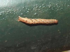 Pseudocollix hyperythra