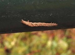 Pseudocollix hyperythra