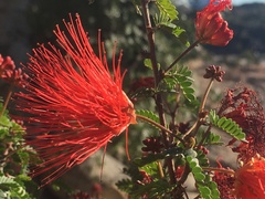 Calliandra californica