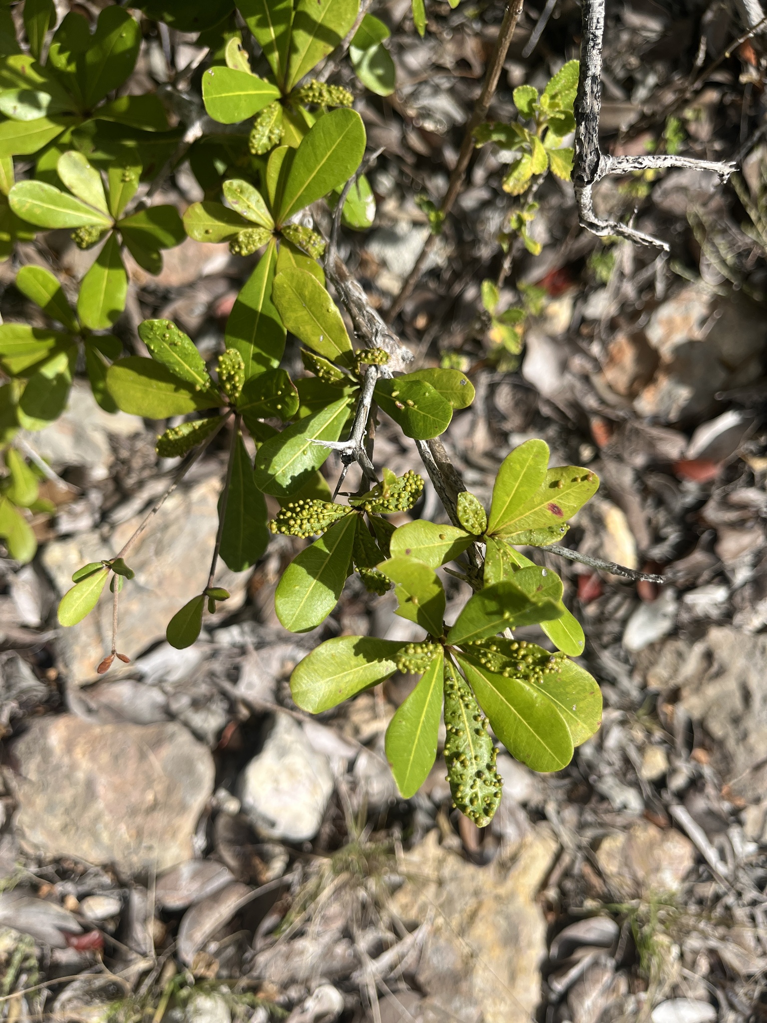 Terminalia Buceras (Terminalia buceras)