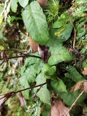 Staurogyne concinnula