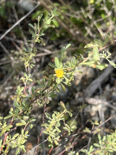 Damiana (Turnera diffusa)