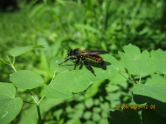 Laphria flava