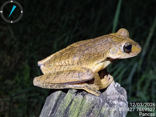 Blacksmith Tree Frog