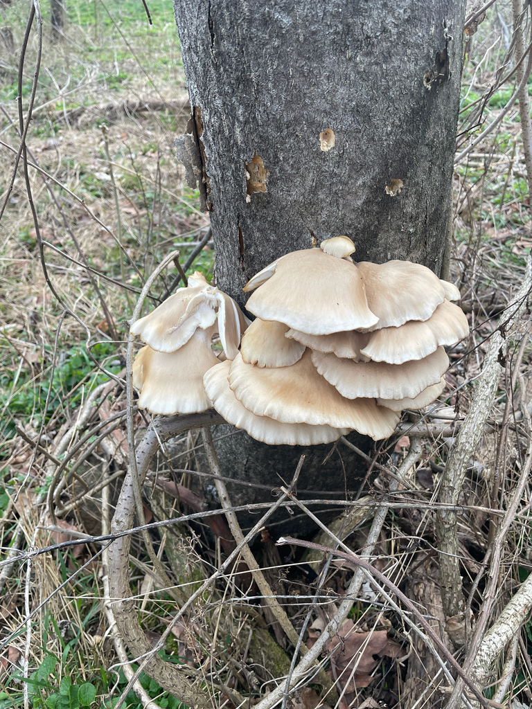 Pleurotus ostreatus · March 2026 · photo: © doju (iNaturalist, cc-by)