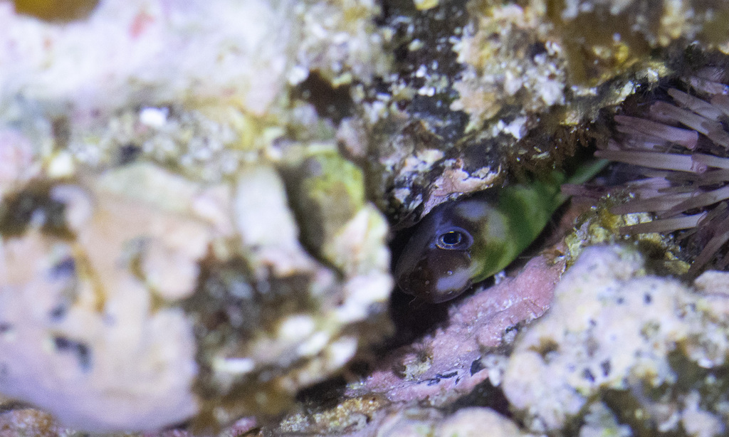 Slendertail moray (Gymnothorax gracilicauda) — Muraenidae