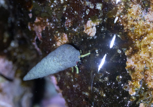 Calcinus guamensis observed 2026-03-03