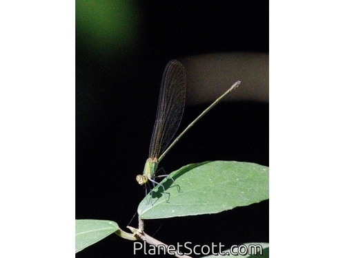 plain flashwing