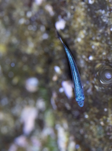 Atherinomorus insularum observed 2026-03-03