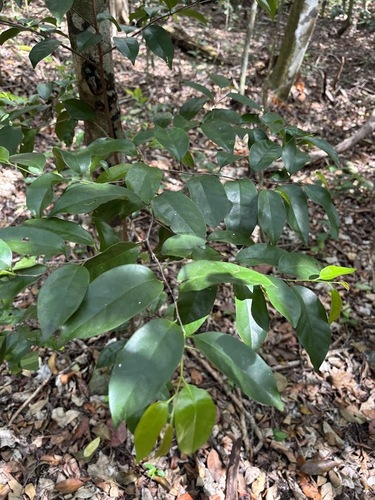 West Indian Cherry (Prunus myrtifolia)