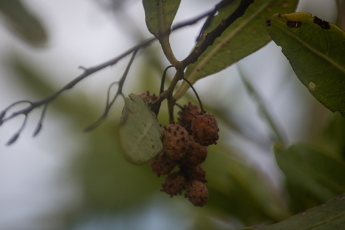 Conocarpus erectus - Whole tree