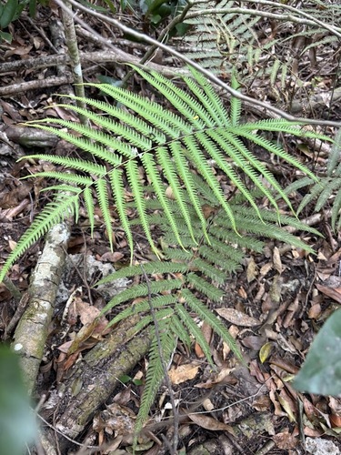 jeweled maiden fern (Amblovenatum opulentum)