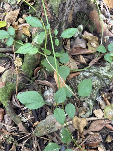 River Jasmine (Jasminum fluminense)