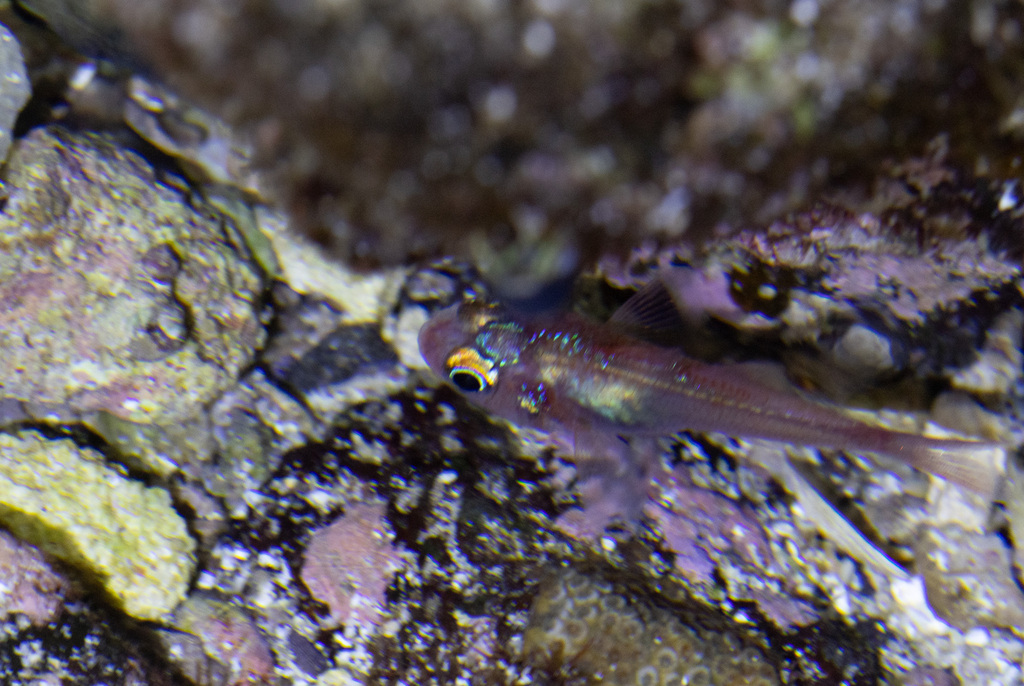 Cryptic cardinalfish (Apogon erythrinus) — Apogonidae