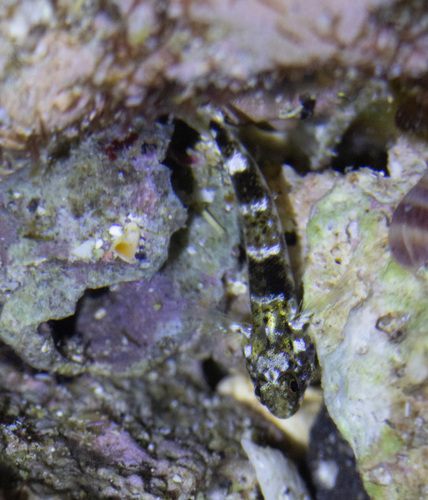 Bathygobius cocosensis, 2026-03-03