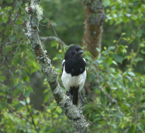 Black-billed Magpie