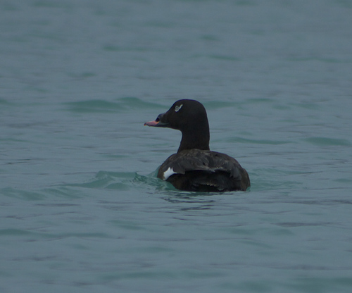 White-winged Scoter