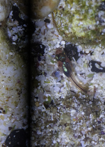Apogon erythrinus observed 2026-03-03