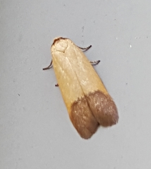 Tachystola stenoptera