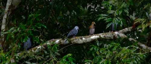 Blue Ground Dove (Claravis pretiosa), photo 4