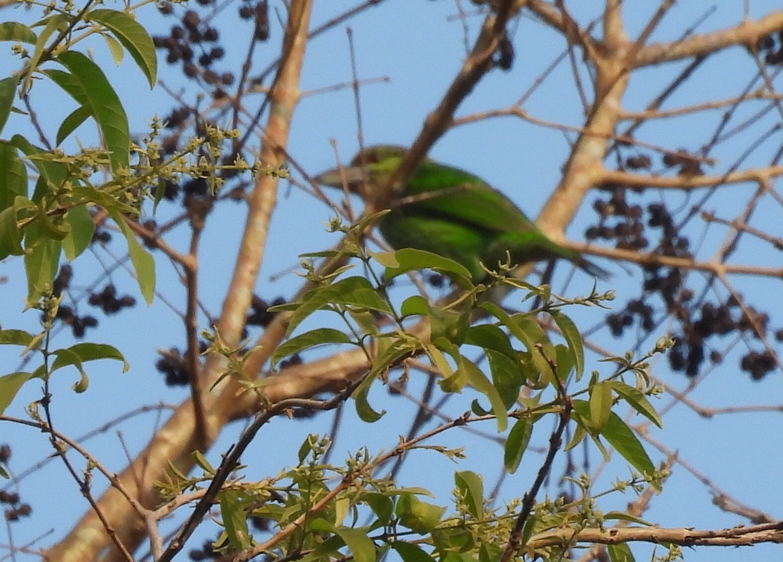 Green-eared Barbet (Psilopogon faiostrictus), photo 8