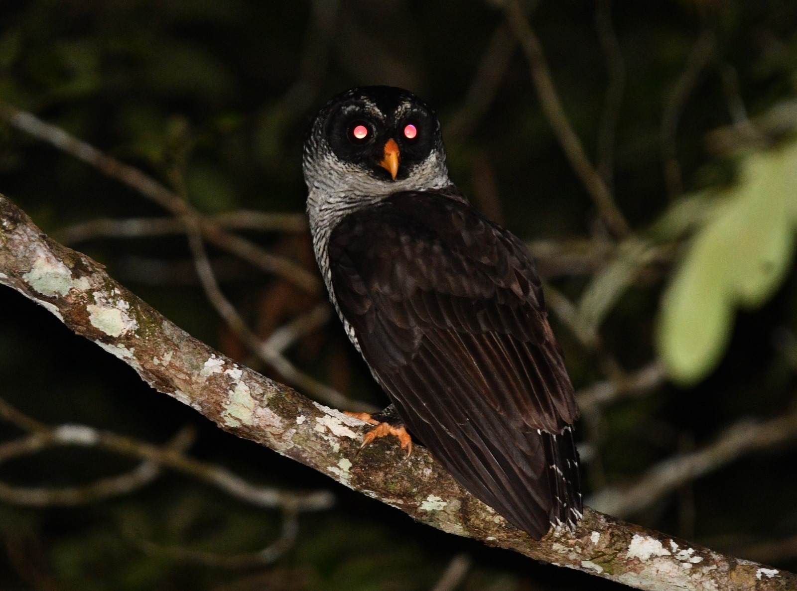 Black-and-white Owl (Strix nigrolineata), photo 8