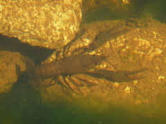 Pontastacus leptodactylus