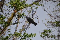 Ducula whartoni