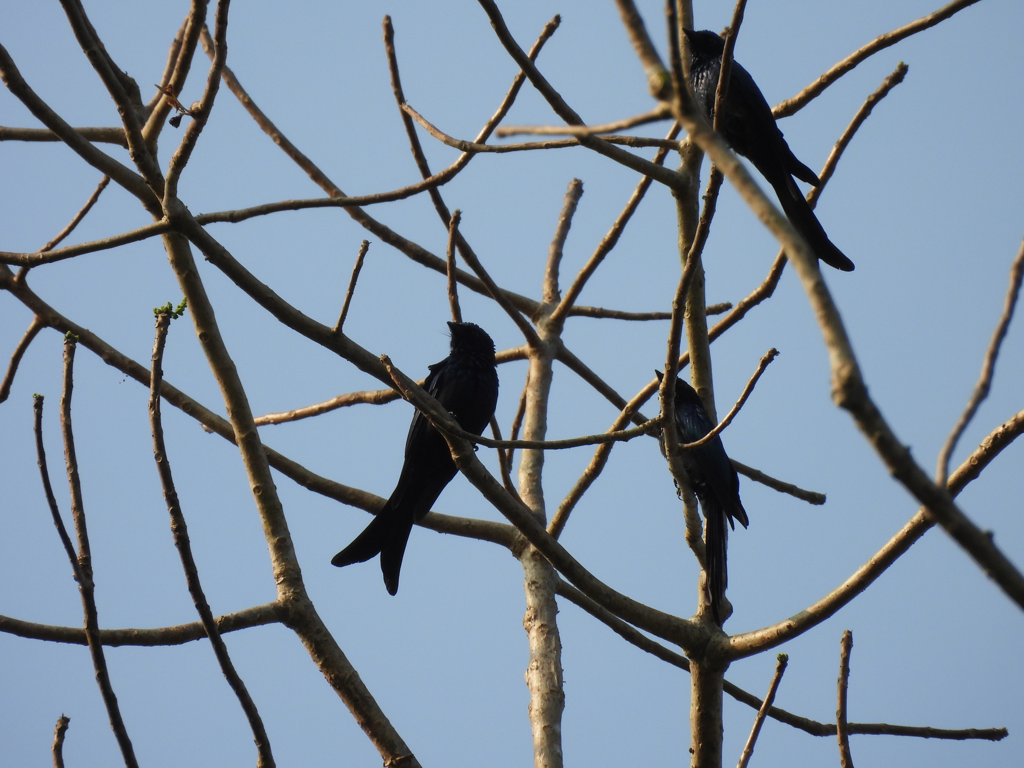 Bronzed Drongo (Dicrurus aeneus), photo 8