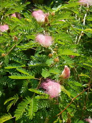 Calliandra riparia