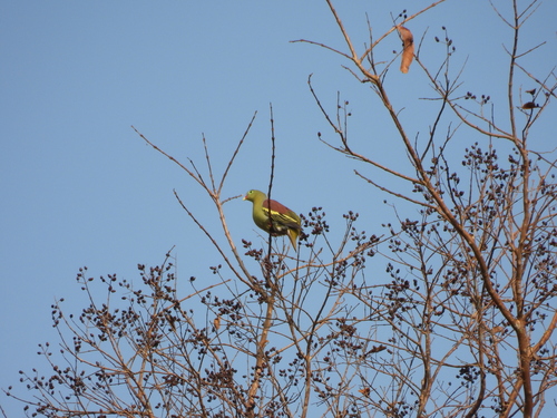 Thick-billed Green Pigeon (Treron curvirostra), photo 4