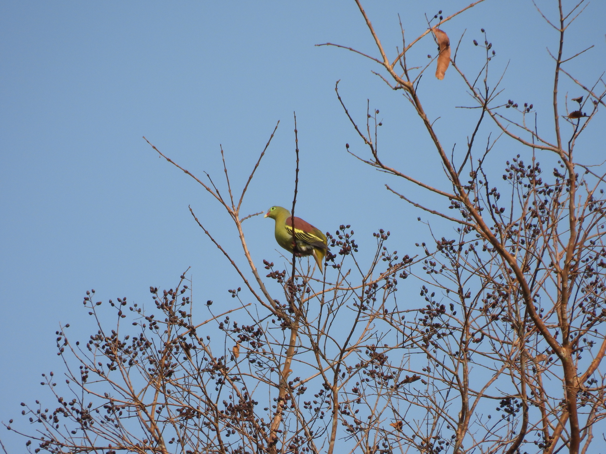 Thick-billed Green Pigeon (Treron curvirostra), photo 4
