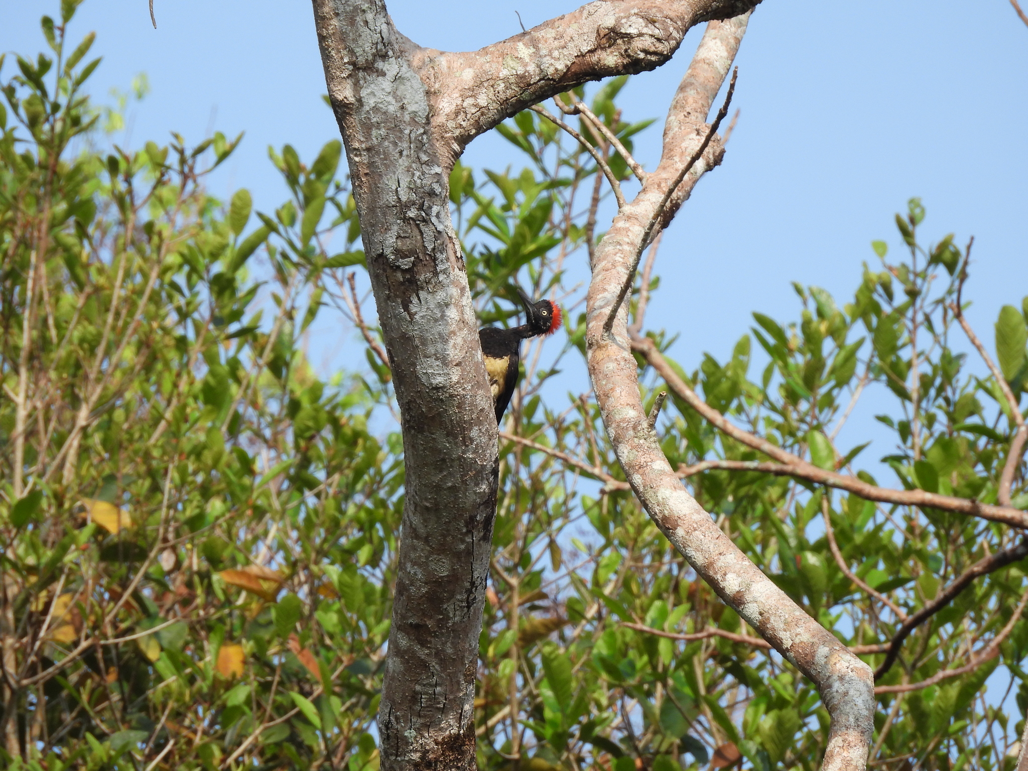 White-bellied Woodpecker (Dryocopus javensis), photo 3