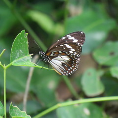 Danaus affinis affinis
