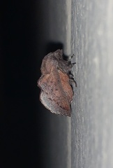 Phyllodesma americana