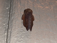 Phyllodesma americana