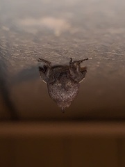 Phyllodesma americana