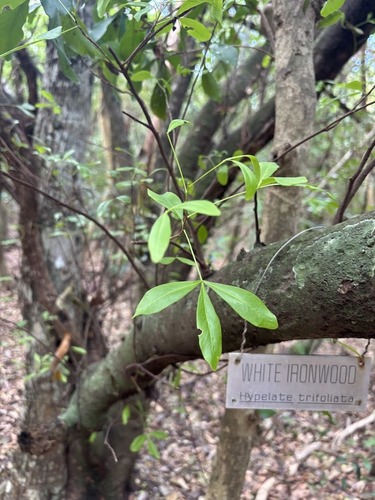 White ironwood (Hypelate trifoliata)