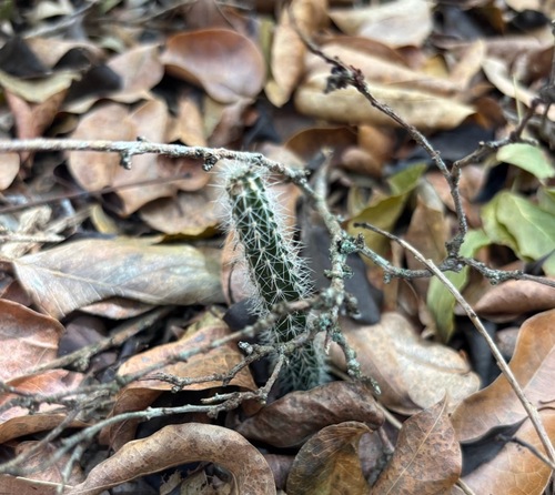 Simpson's Applecactus (Harrisia simpsonii)