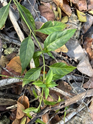 yellow joyweed (Alternanthera flavescens)