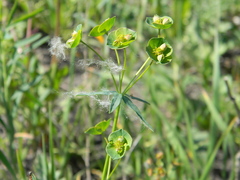 Euphorbia microcarpa