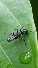 Myrmarachne macleayana