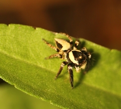 Colopsus manu