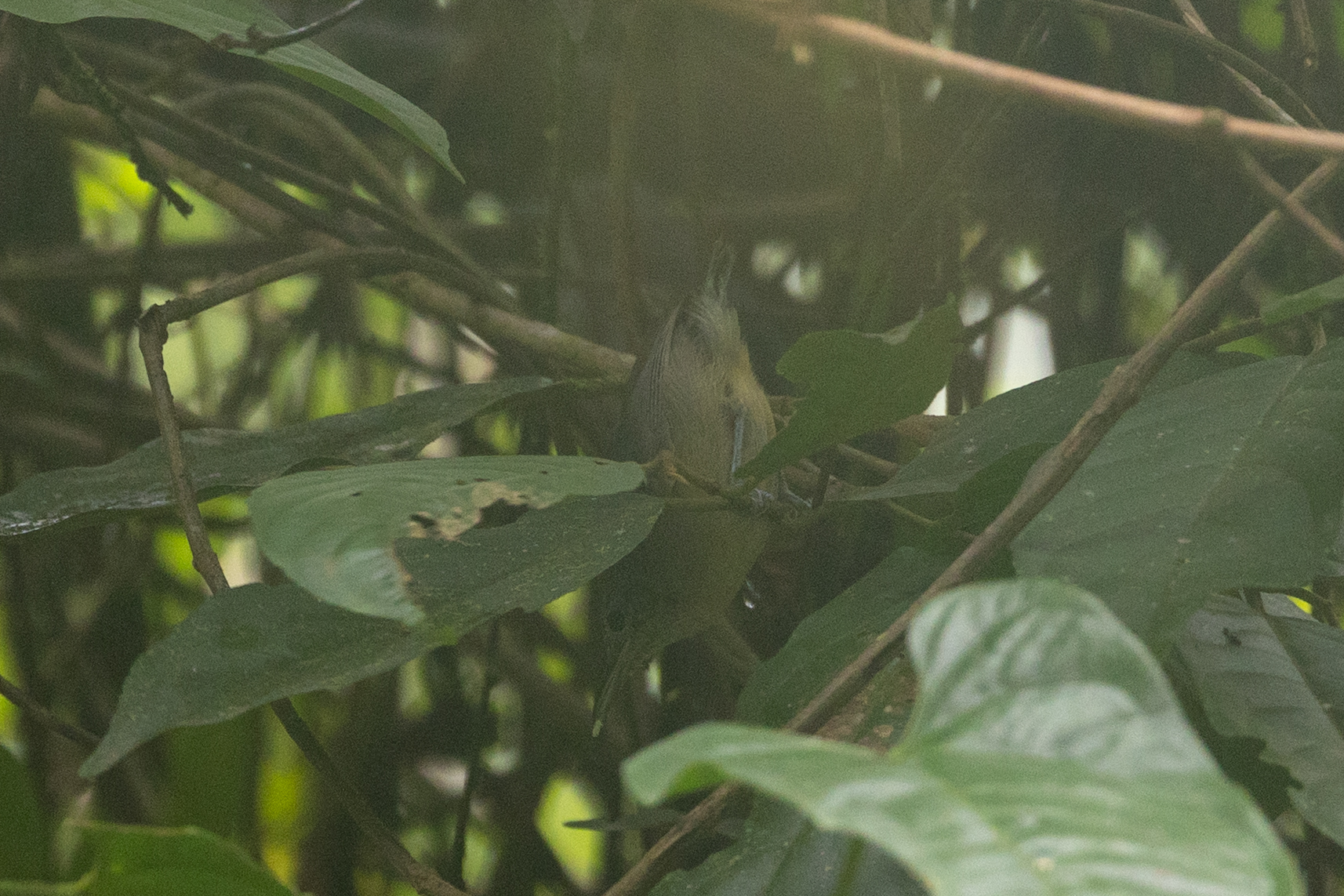 Grey Antwren (Myrmotherula menetriesii), photo 8