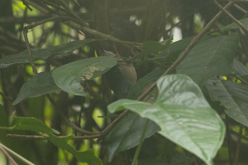 Grey Antwren (Myrmotherula menetriesii), photo 3