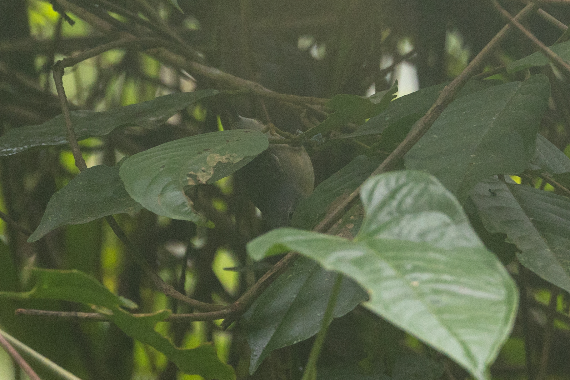 Grey Antwren (Myrmotherula menetriesii), photo 7